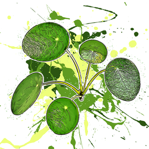 Pilea peperomioides