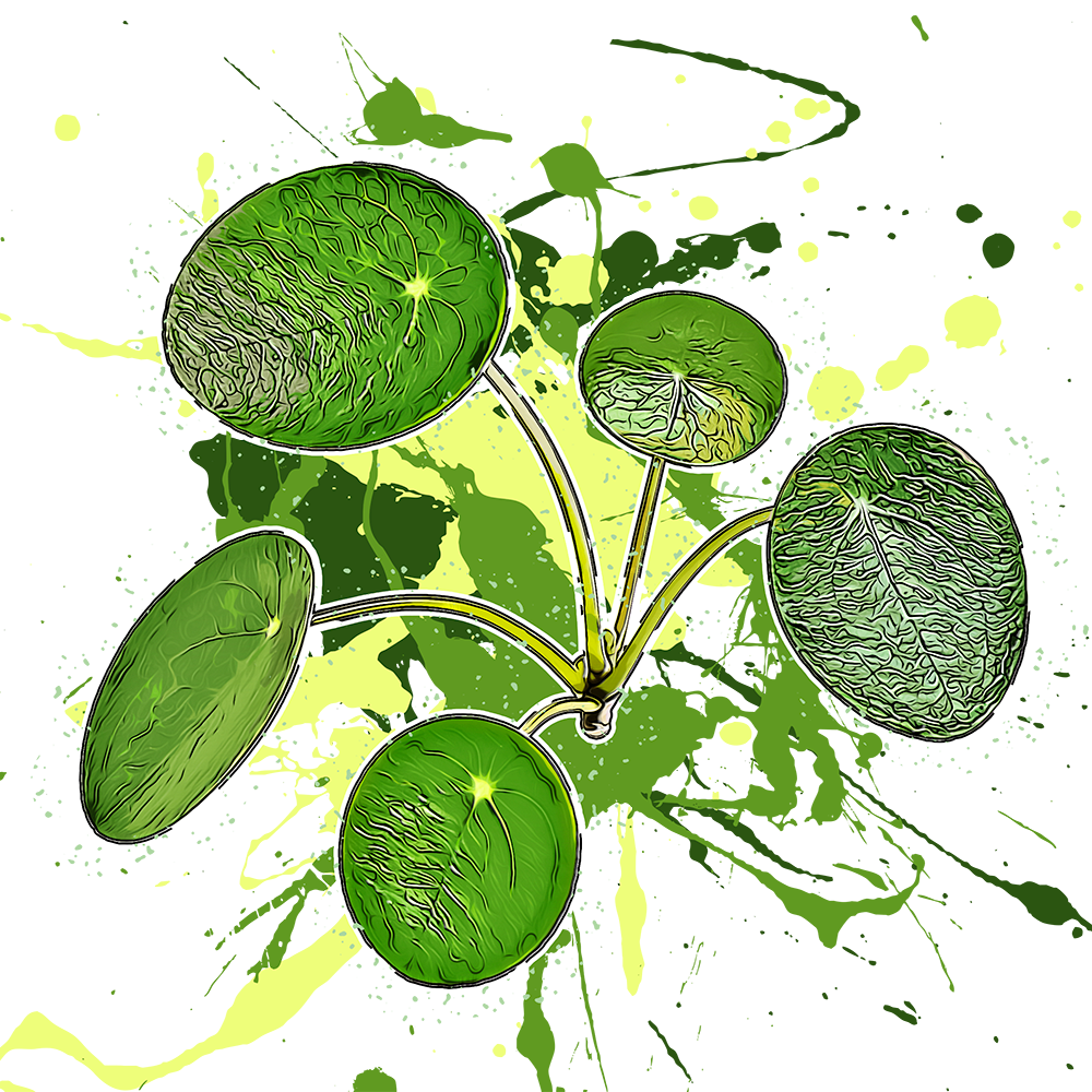 Pilea peperomioides