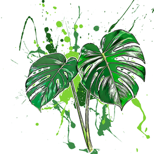 Monstera deliciosa