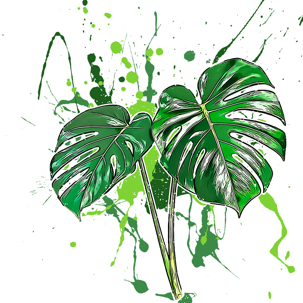 Monstera deliciosa