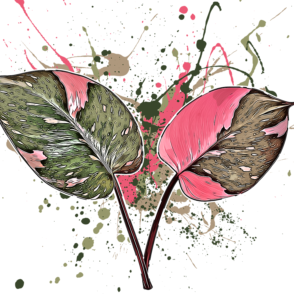 Philodendron pink princess
