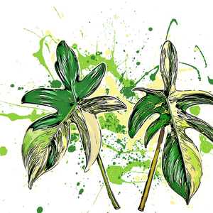 Philodendron florida beauty