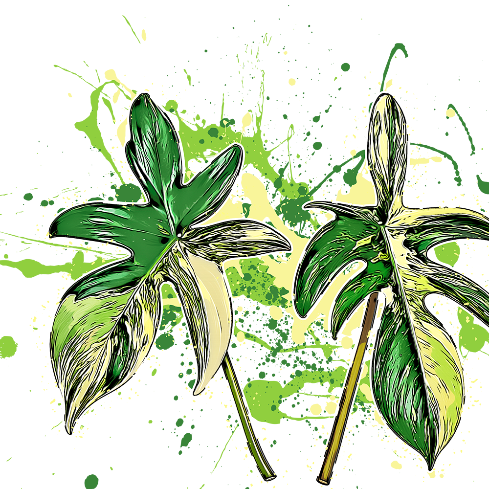 Philodendron florida beauty