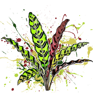 Calathea lancifolia