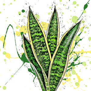 Sansevieria trifasciata Laurentii