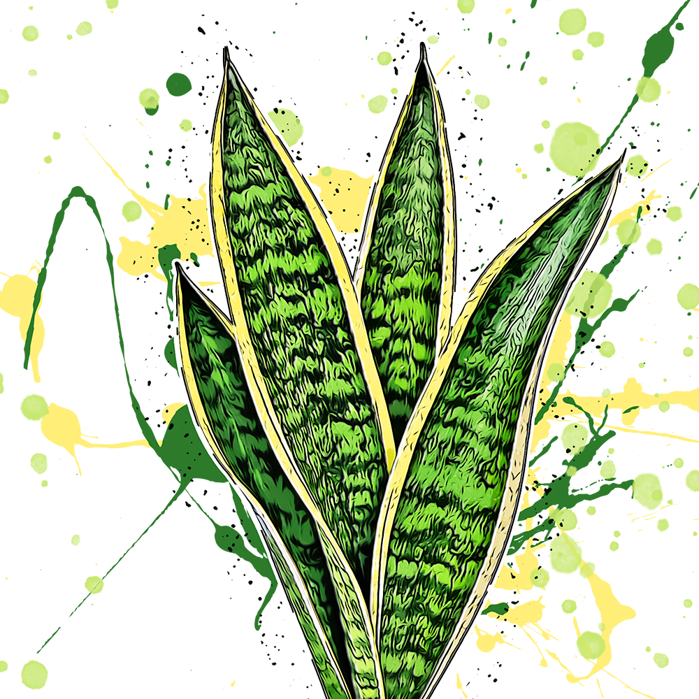 Sansevieria trifasciata Laurentii