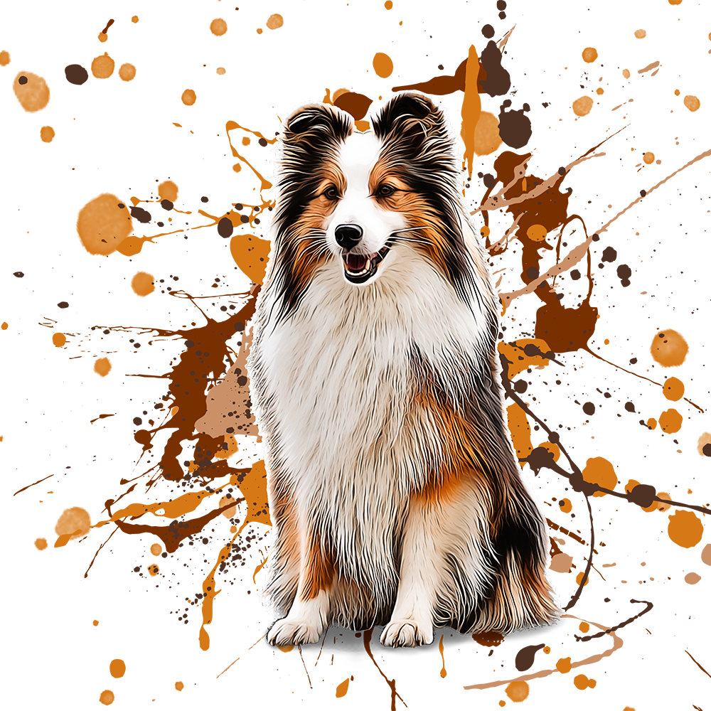 Shetland Sheepdog (2)