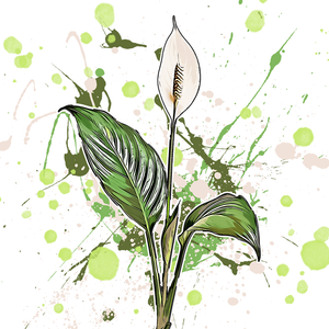 Spathiphyllum wallisii