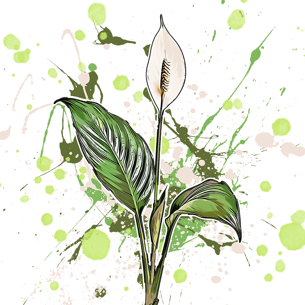 Spathiphyllum wallisii
