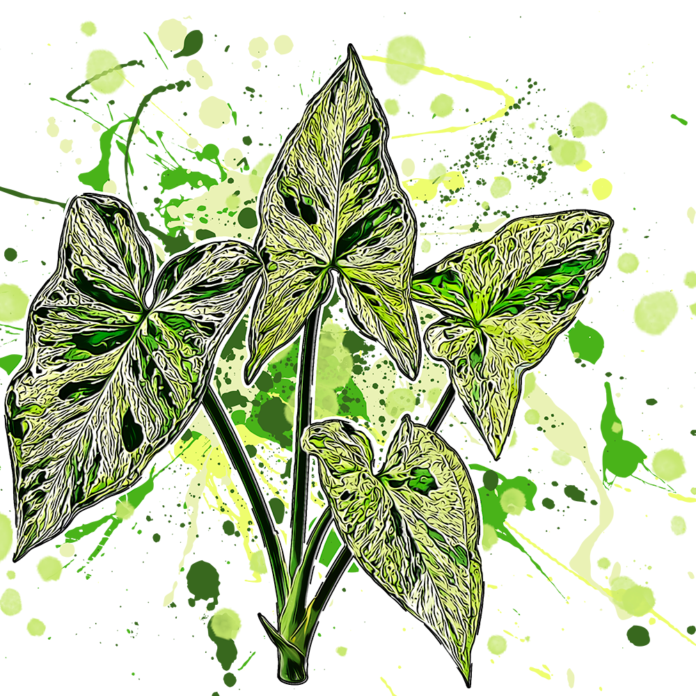 Syngonium podophyllum Mojito